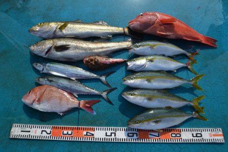 アジアマリンサービス 釣果