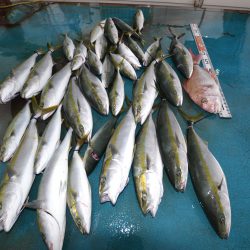 アジアマリンサービス 釣果