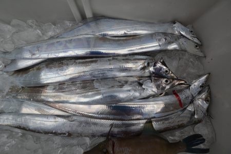 アジアマリンサービス 釣果