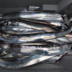 アジアマリンサービス 釣果