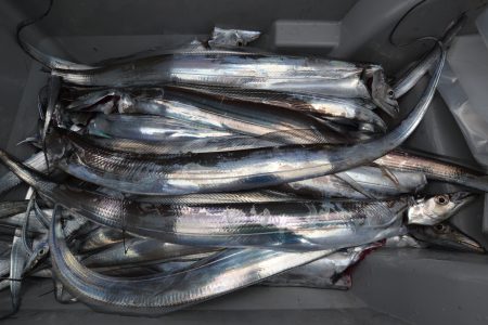 アジアマリンサービス 釣果