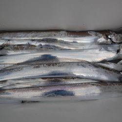 アジアマリンサービス 釣果