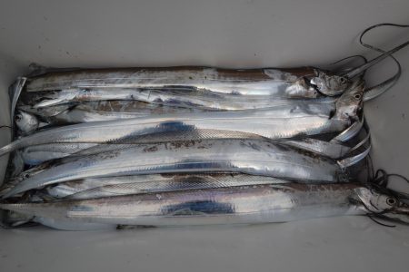 アジアマリンサービス 釣果