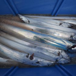 アジアマリンサービス 釣果