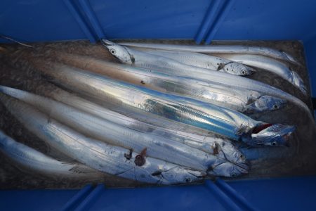 アジアマリンサービス 釣果