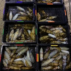 まるいち丸 ZERO-1 釣果