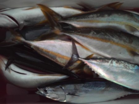 こかわ渡船　雅丸 釣果