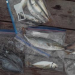 こかわ渡船　雅丸 釣果