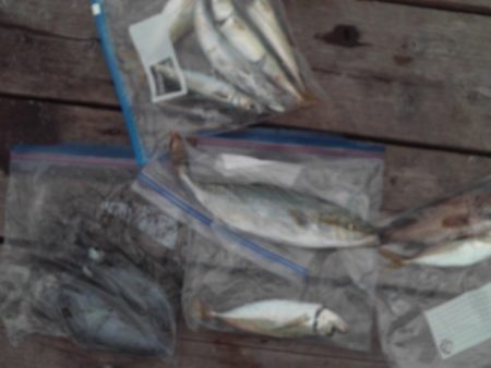 こかわ渡船　雅丸 釣果