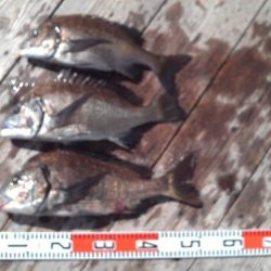 こかわ渡船　雅丸 釣果