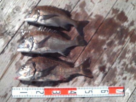 こかわ渡船　雅丸 釣果