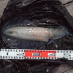 こかわ渡船　雅丸 釣果