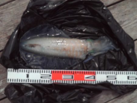 こかわ渡船　雅丸 釣果