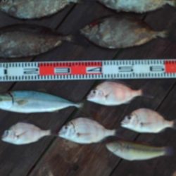 こかわ渡船 雅丸 釣果