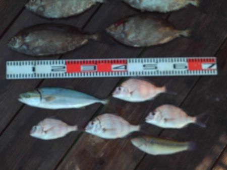 こかわ渡船　雅丸 釣果