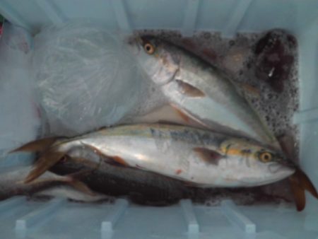 こかわ渡船　雅丸 釣果