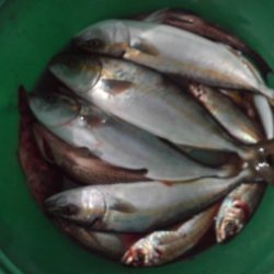 こかわ渡船　雅丸 釣果