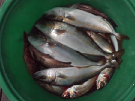 こかわ渡船　雅丸 釣果