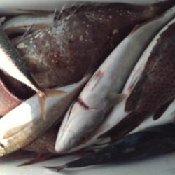 こかわ渡船 雅丸 釣果