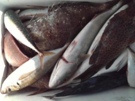 こかわ渡船 雅丸 釣果