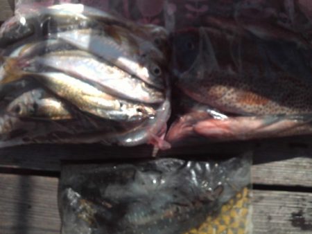 こかわ渡船　雅丸 釣果