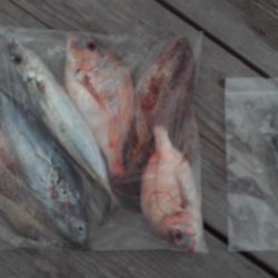 こかわ渡船　雅丸 釣果