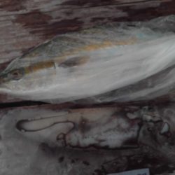 こかわ渡船 雅丸 釣果