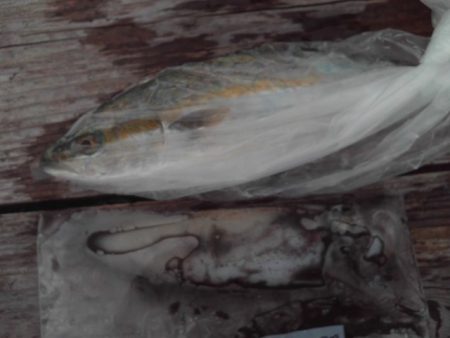 こかわ渡船 雅丸 釣果