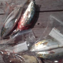 こかわ渡船　雅丸 釣果