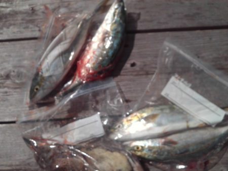 こかわ渡船　雅丸 釣果