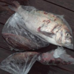 こかわ渡船　雅丸 釣果