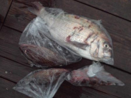 こかわ渡船　雅丸 釣果