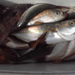 こかわ渡船 雅丸 釣果