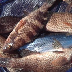 こかわ渡船　雅丸 釣果