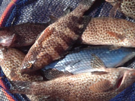 こかわ渡船　雅丸 釣果