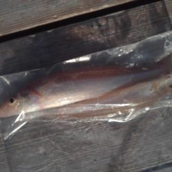 こかわ渡船　雅丸 釣果