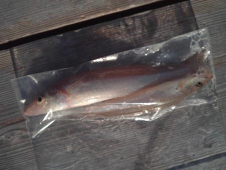 こかわ渡船　雅丸 釣果