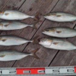 こかわ渡船 雅丸 釣果