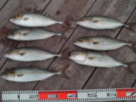 こかわ渡船　雅丸 釣果