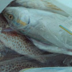 こかわ渡船　雅丸 釣果