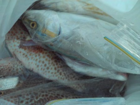 こかわ渡船　雅丸 釣果