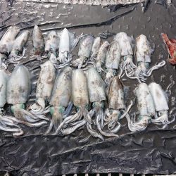 フィッシングボートACE(エース) 釣果