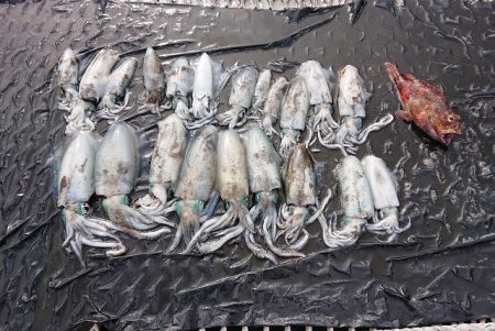 フィッシングボートACE(エース) 釣果