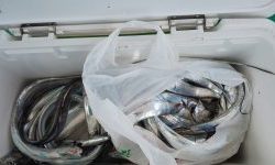 恵比寿丸(兵庫) 釣果