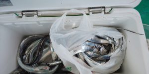 恵比寿丸(兵庫) 釣果