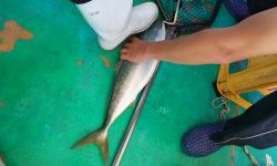 恵比寿丸(兵庫) 釣果