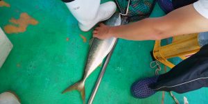 恵比寿丸(兵庫) 釣果