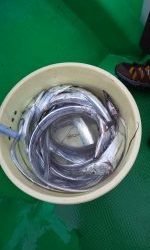 恵比寿丸(兵庫) 釣果