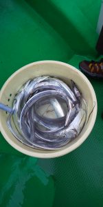 恵比寿丸(兵庫) 釣果