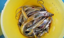 恵比寿丸（兵庫） 釣果